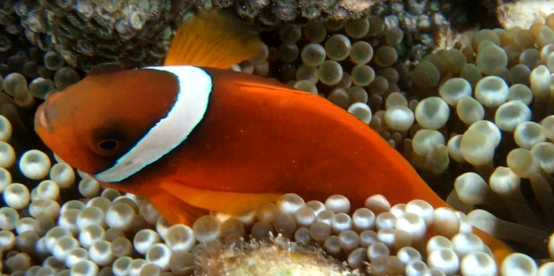 �S�g���т�5���Ŋ����b�X�v���[�^�C�v�̏��уN���[���I�y�P�i�C���z
���T�C�g